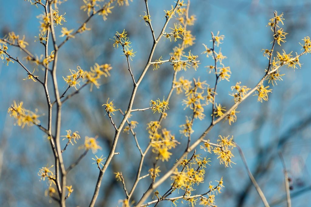 Hamamelis