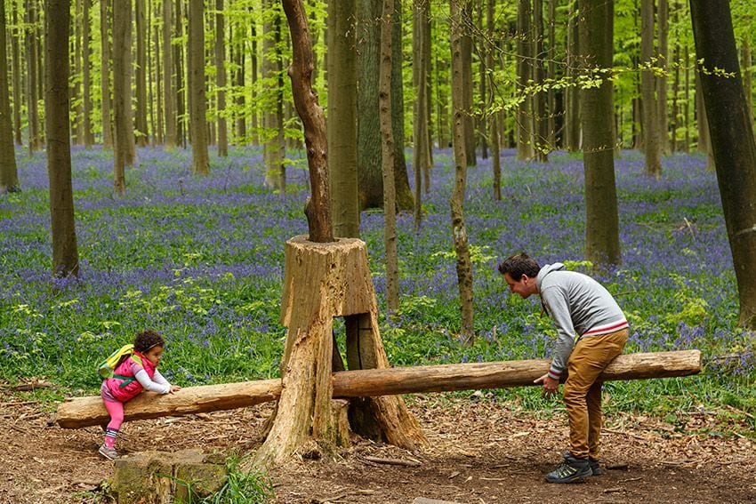 Atracciones naturales en el parque de Hallerbos