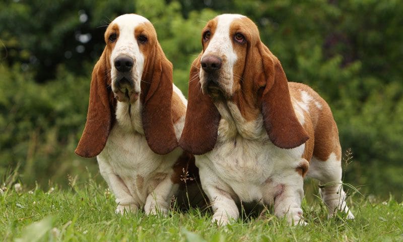 bassethound