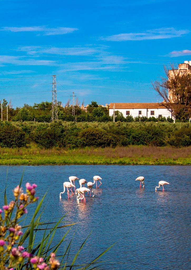 Laguna fuente piedra, Málaga