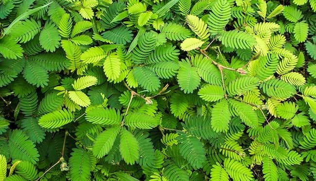 Si tocas tus plantas, crecerán peor