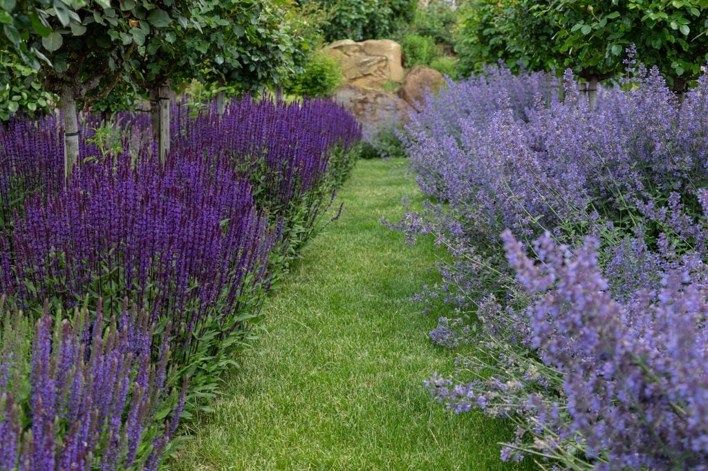 Vista del jardín en hileras de lavanda ('Lavandula angustifolia') y hierba gatera (¡Nepeta cataria') en plena floració