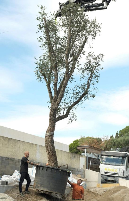 raices arboles jardin hola decoracion 02