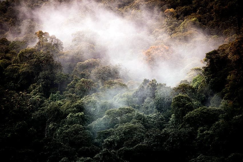 Bosque nuboso en el Parque Nacional de los Quetzales, Costa Rica