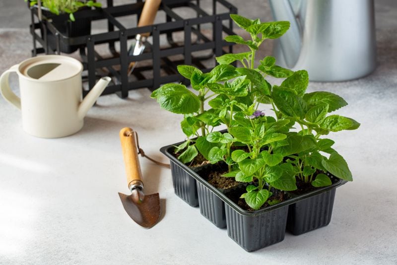 planta agerato damasquino ageratum hola decoracion 07