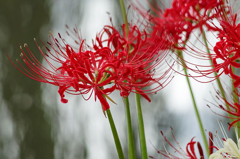 cultivar lycoris radiata 5