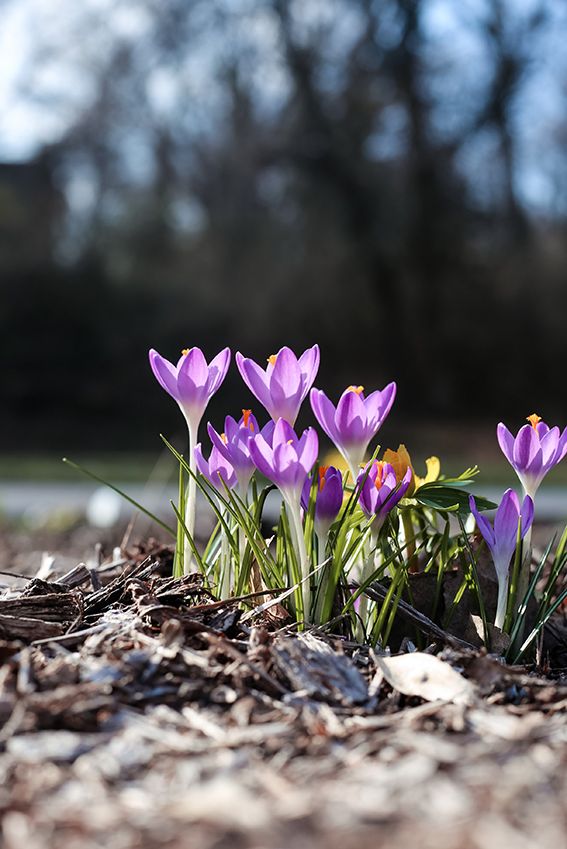 cuidados crocus 10a