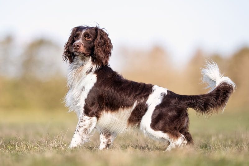 springer spaniel 7a