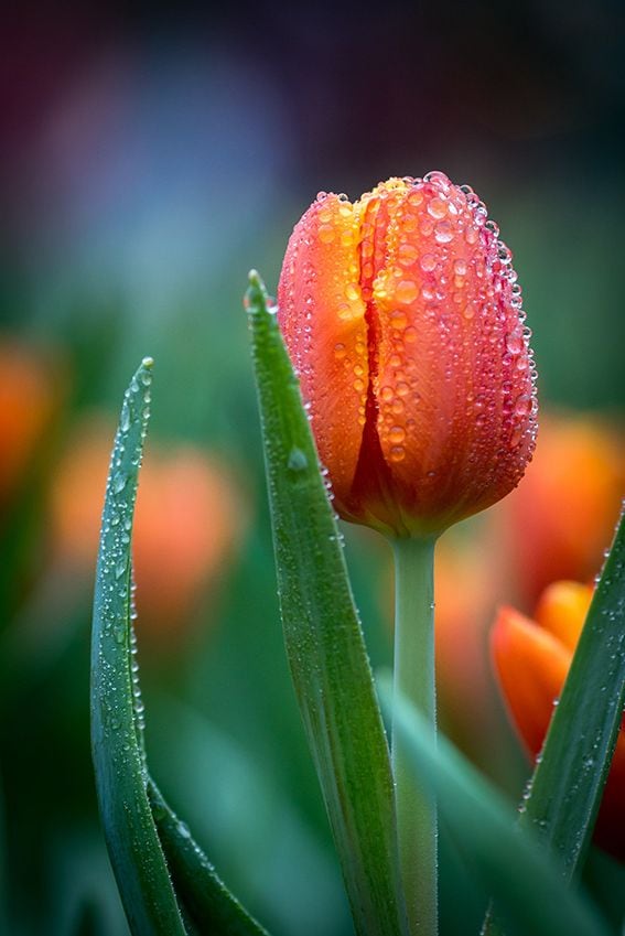 cultivar tulipanes 04a