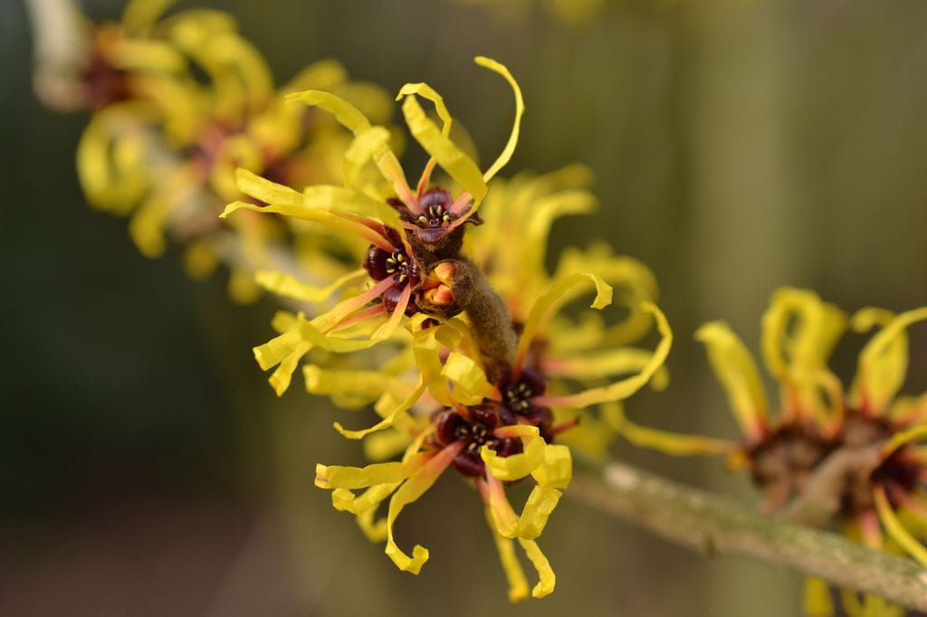 Hamamelis