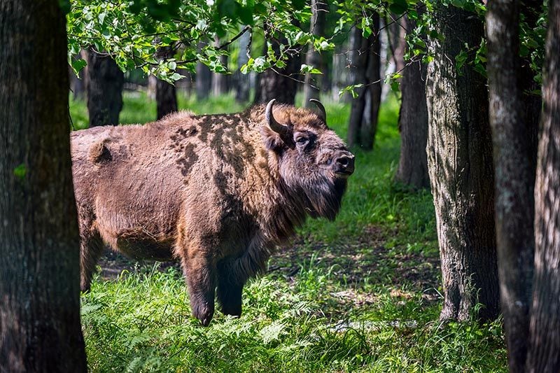 BIALOWIEZA_polonia