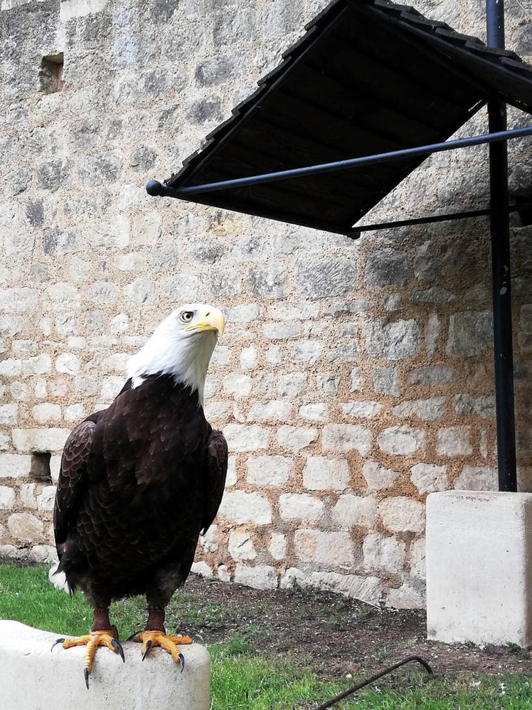 cetreria-castillo-obispos-chauvigny