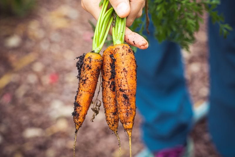 frutas verduras cultivar otono 04