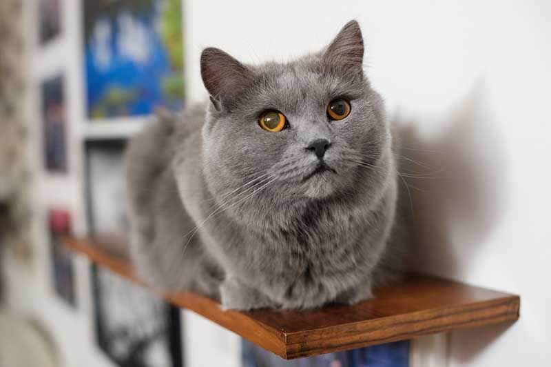 chartreux iStock 974092124