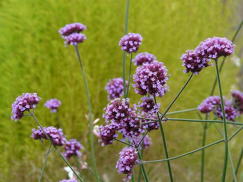 verbena bonariensis 7