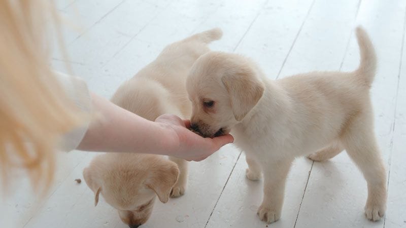 cachorro comida 2a