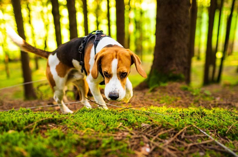 perro bosque serpiente