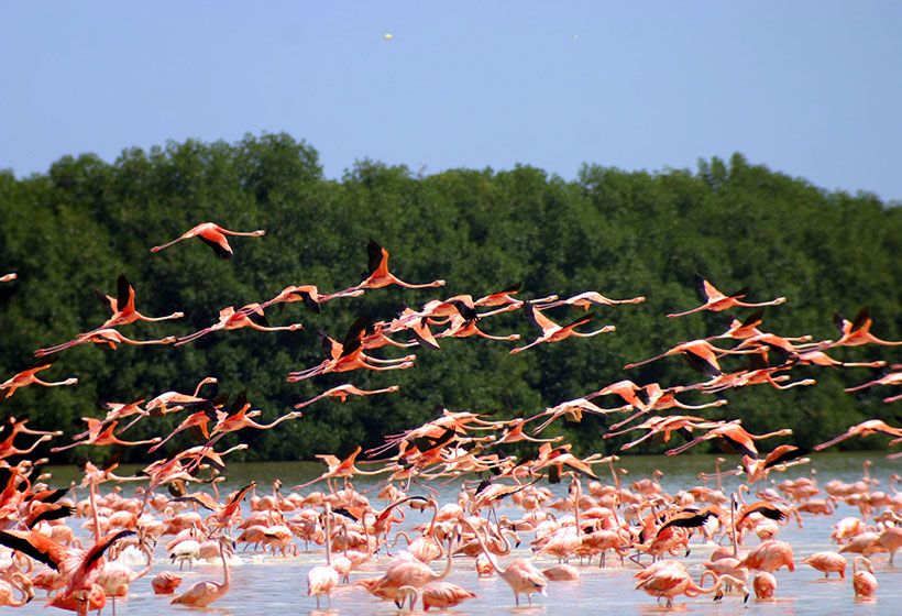 Cetaceos_Mexico-Holbox-flamenco-rosado_a