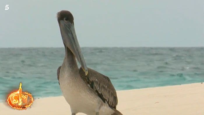 pelicano en Supervivientes