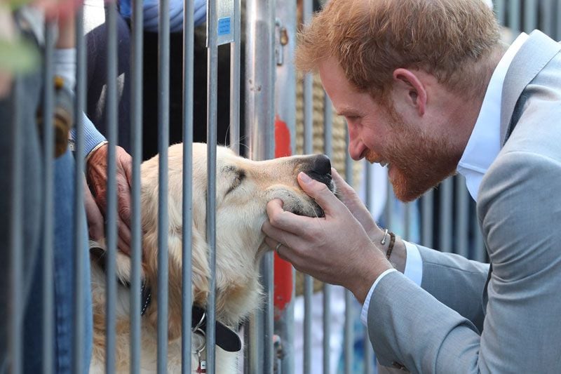 El príncipe Harry con un perro