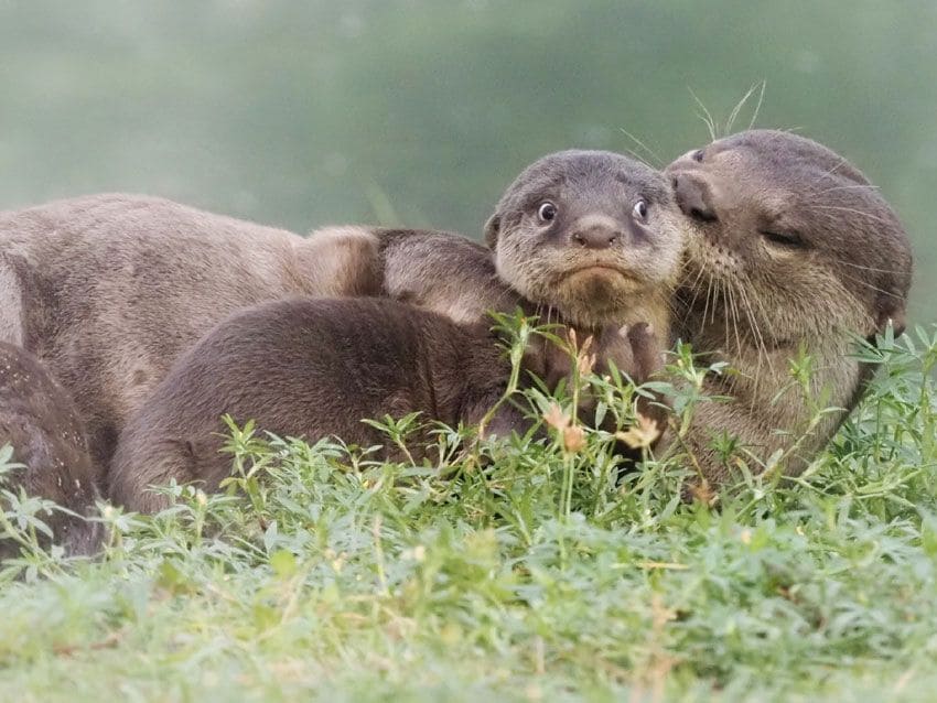 nutria