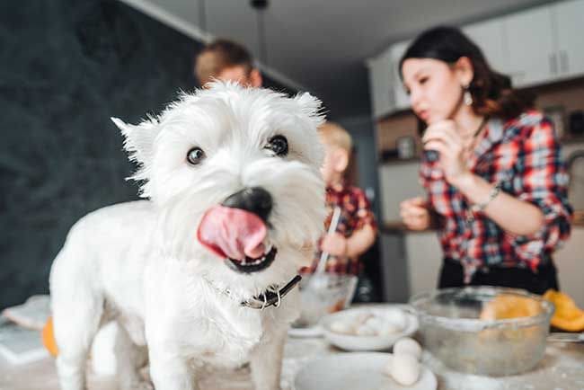 ¿Tu perro te pide las sobras? Tal vez no sean buenas para él