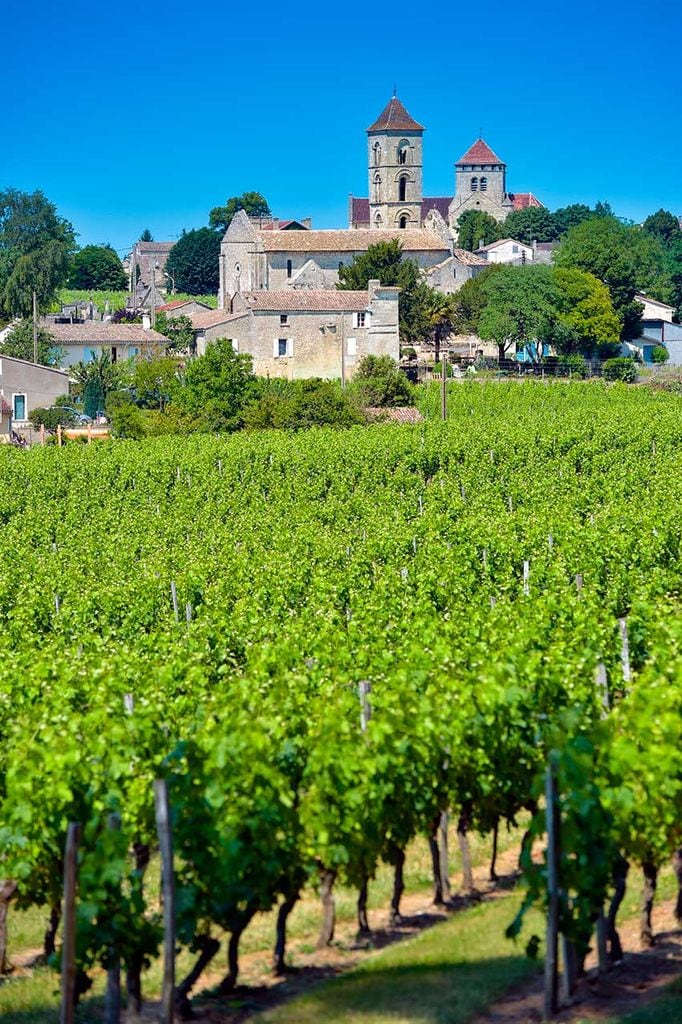 saint-emilion-vinedos