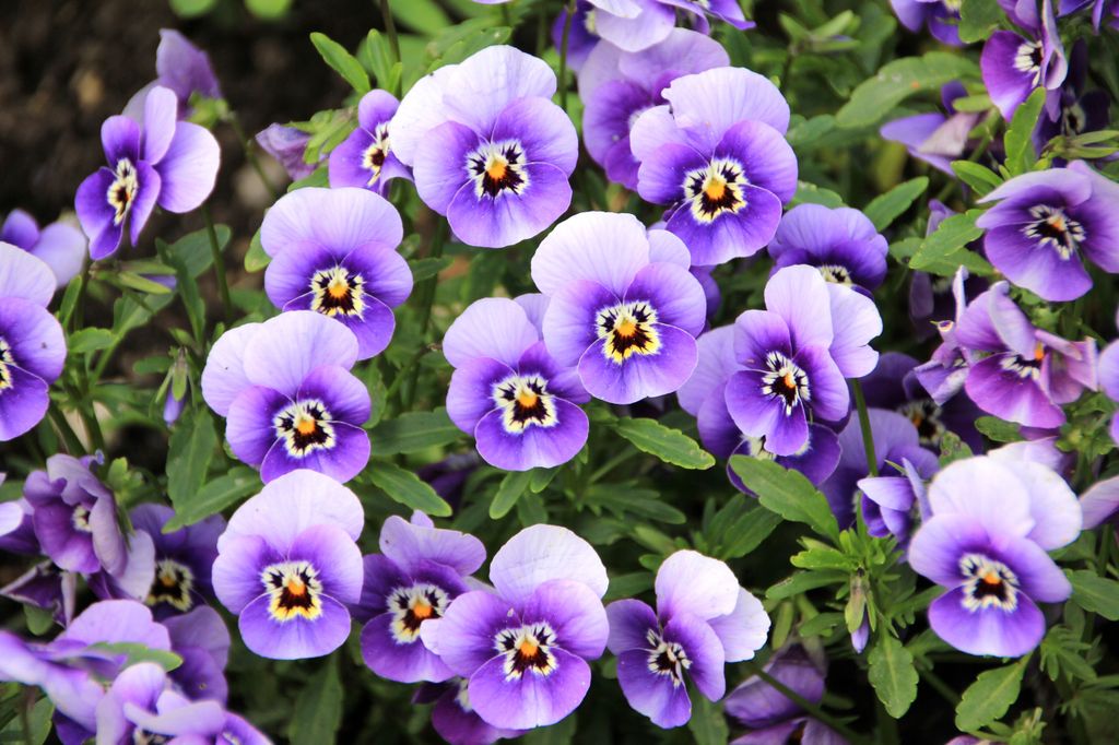 Pensamientos (‘Viola x wittrockiana’)