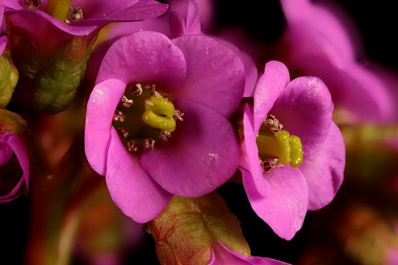 cultivo hortensia invierno bergenia hola decoracion 05