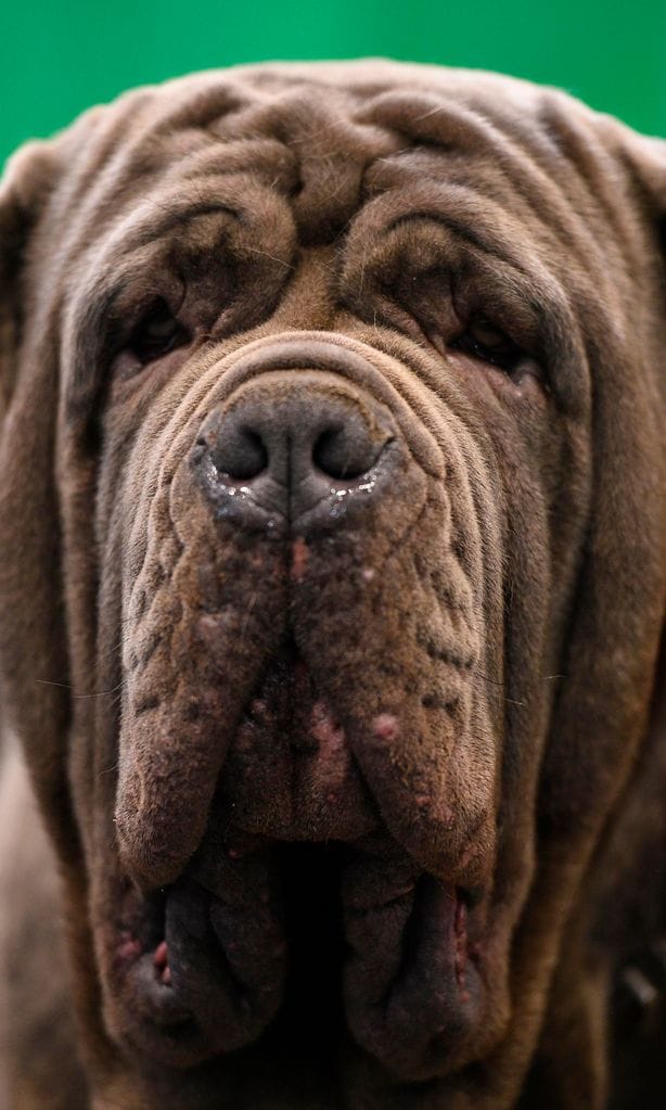 britain animal dog crufts