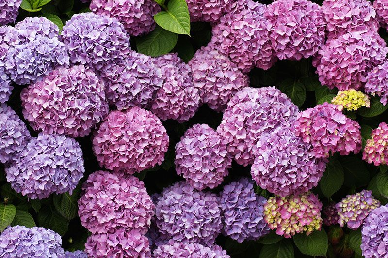 cultivar hortensias 8