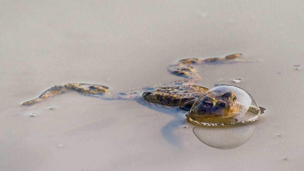 frog in a balloon