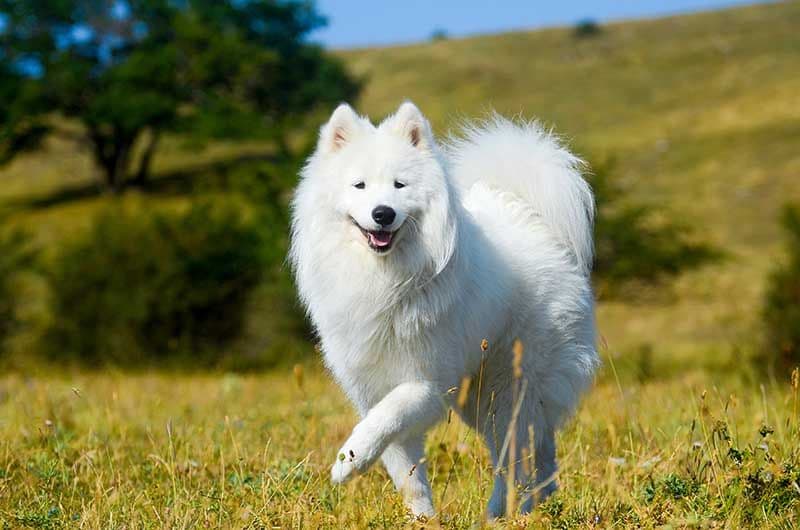 Samoyedo AdobeStock_120323312