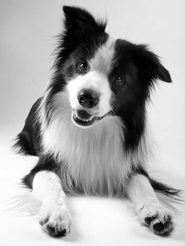 border collie1