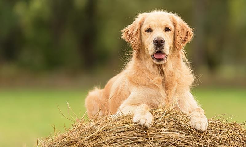 golden retriever