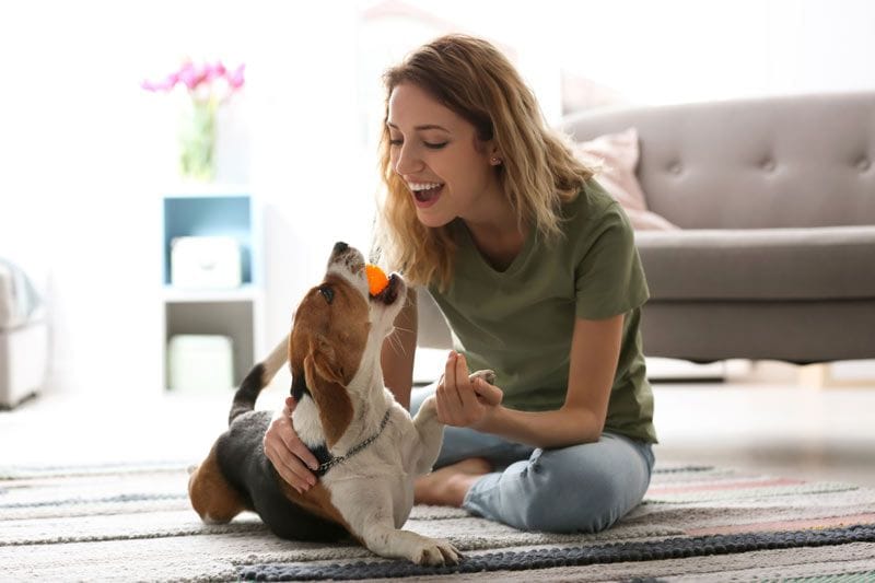 perro feliz