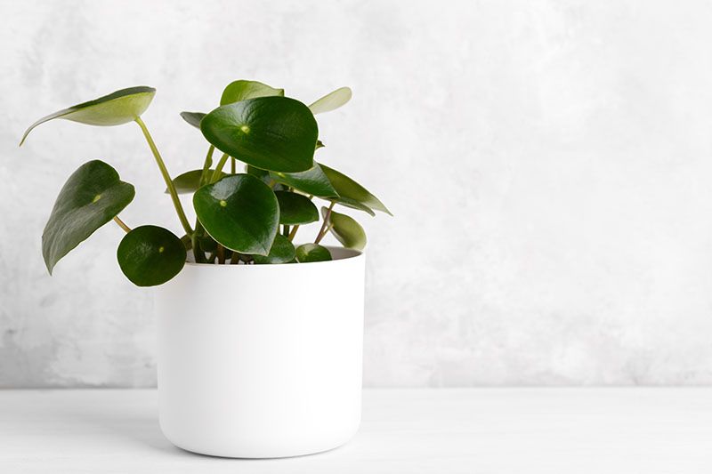 peperomia planta 4