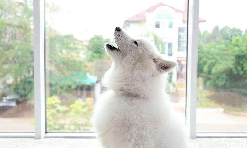 samoyedo aullando