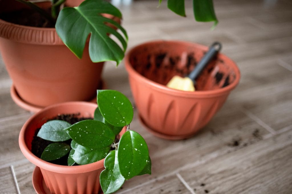 Trasplante de una Hoya carnosa 'Krimson' 