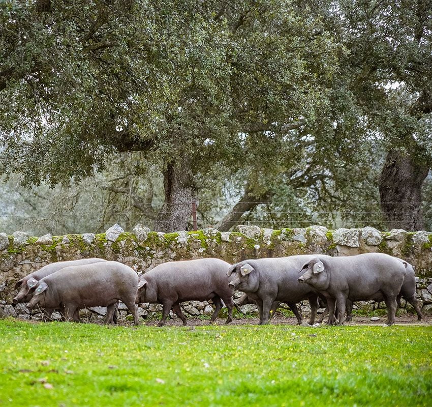 Cerdo ibérico en la dehesa durante la montanera