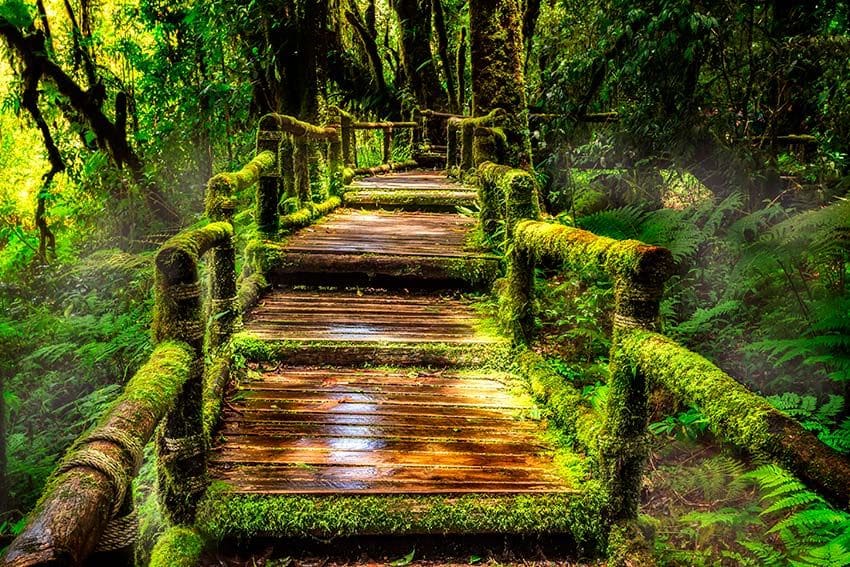 Selva tropical en el sendero natural Ang Ka en el Parque Nacional Doi Inthanon, Tailandia