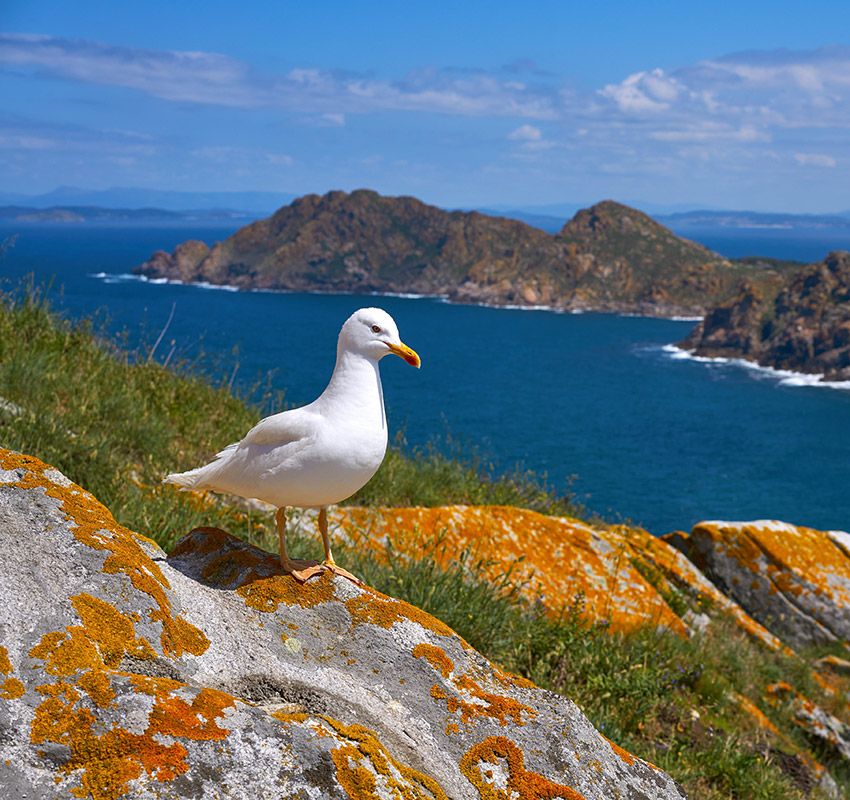 Gaviota, Islas Cíes, Pontevedra, Galicia