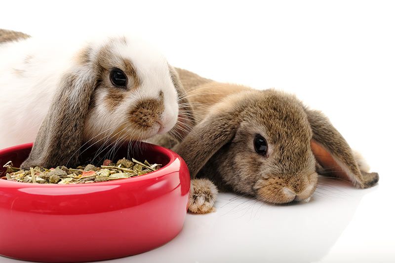 06 consejos mejorar salud comportamiento conejos