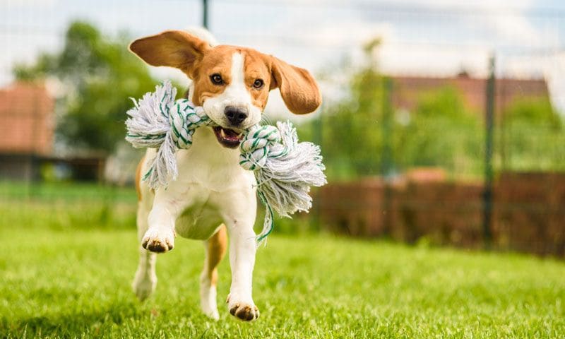 perro jugando