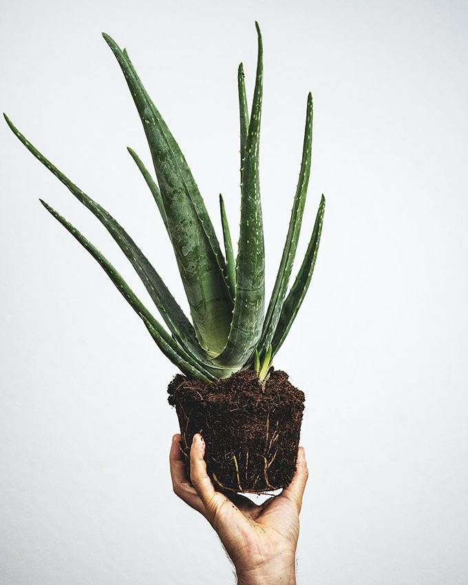 cuidar aloe vera 10a