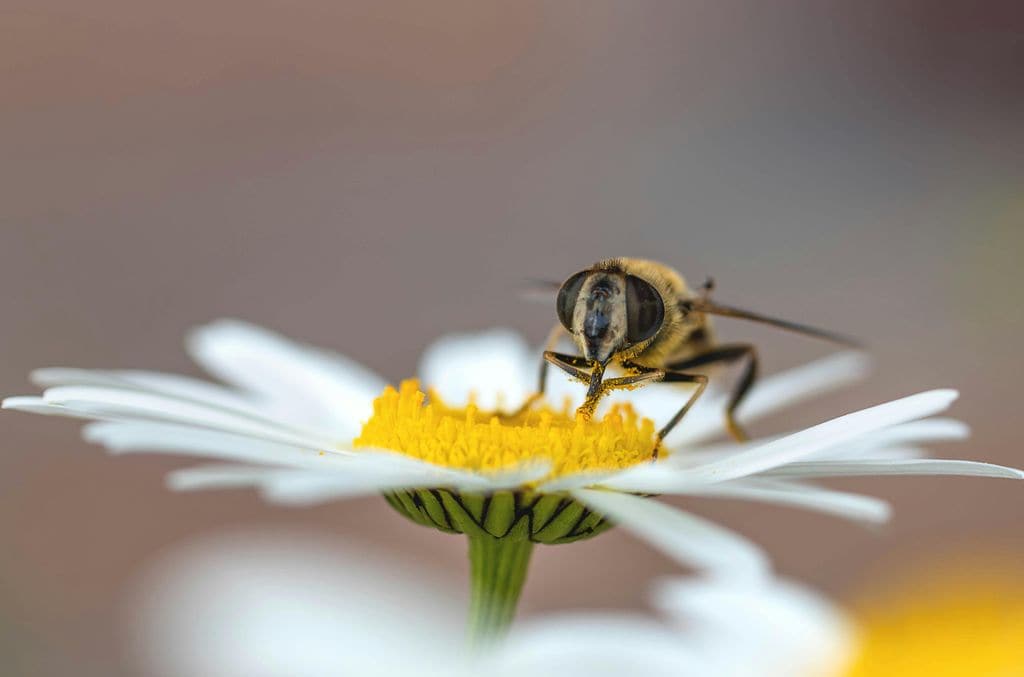 Insecto alimentándose del néctar de la margarita de los prados