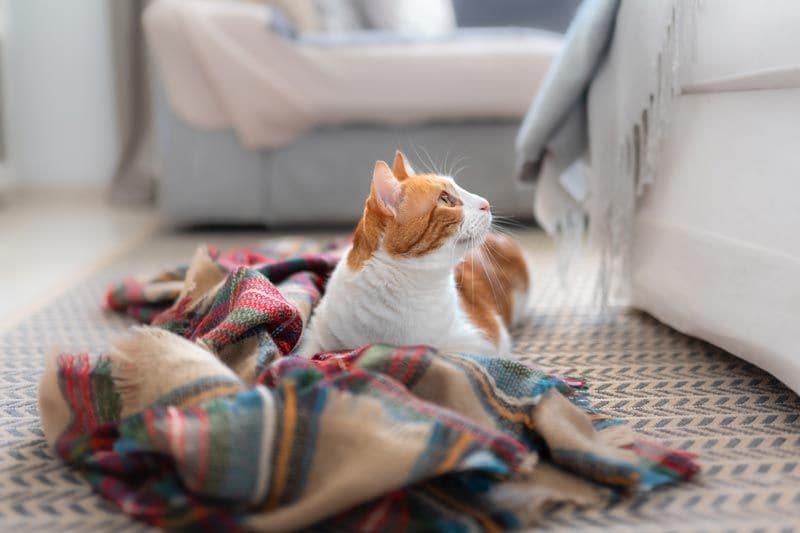 gato feliz