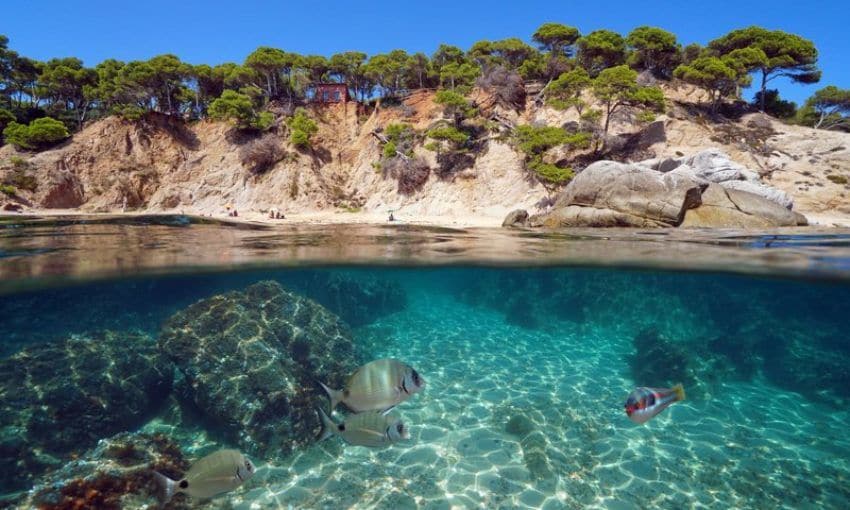 Pinos y acantilados de cala Bona.