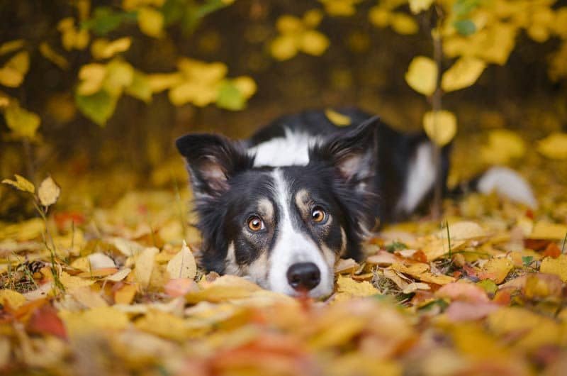 border collie mirando