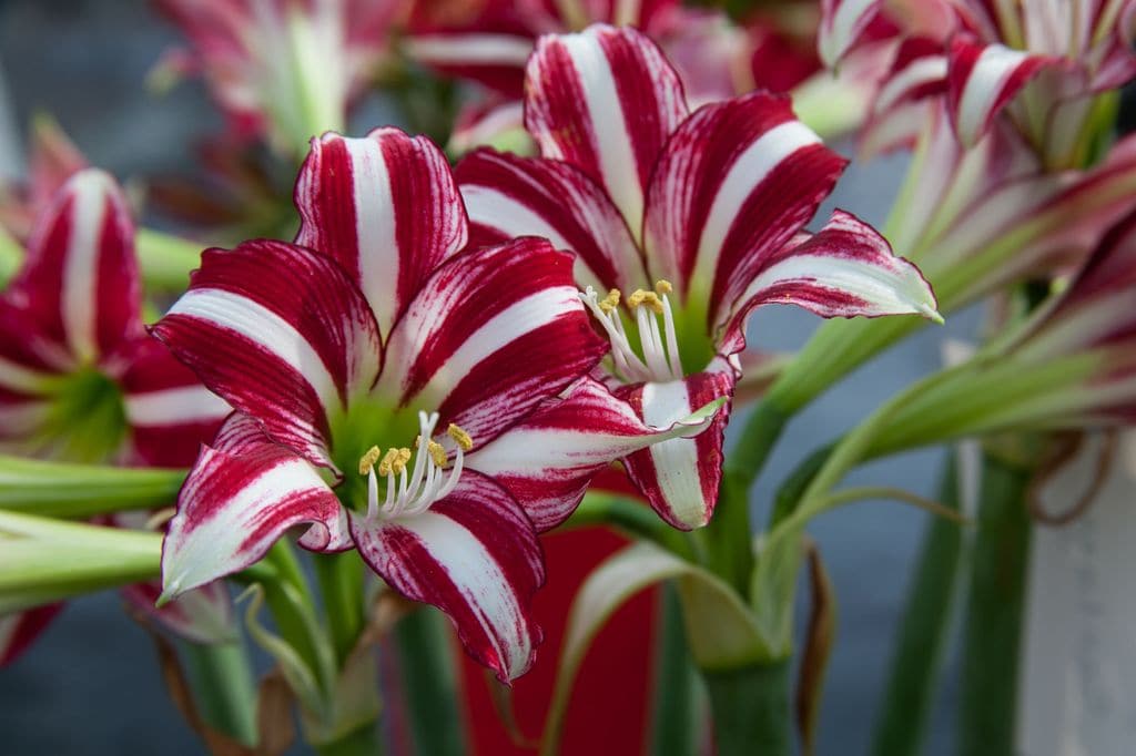 Hippeastrum santiago